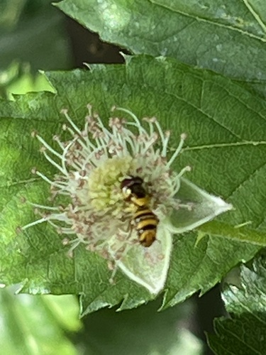Unknown species found near Lester St, Houston, TX, US
