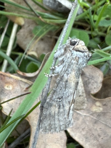 Asphalia ruficollis