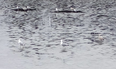 Larus argentatus