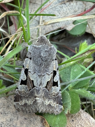 Hebrew Character