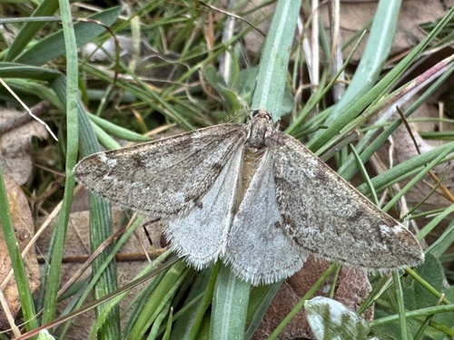 March Moth