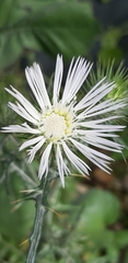 Galactites tomentosus