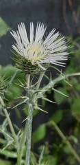 Galactites tomentosus