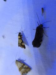 Deuterarcha xanthomela