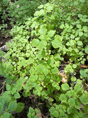 Parietaria floridana, photograph (c) Brandon Corder, some rights reserved (CC BY)