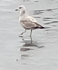 Larus argentatus