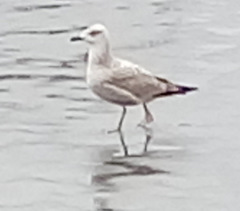 Larus argentatus