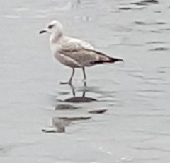 Larus argentatus