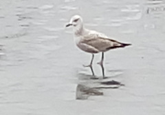 Larus argentatus