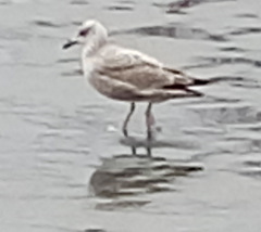 Larus argentatus