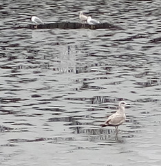 Larus argentatus
