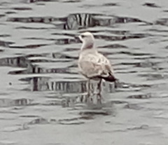 Larus argentatus