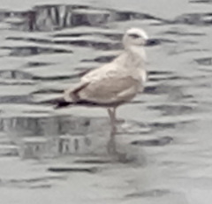 Larus argentatus