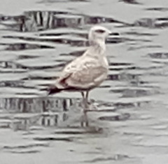 Larus argentatus