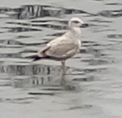 Larus argentatus