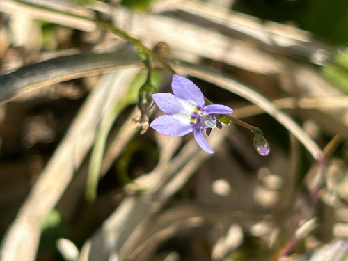 Bay lobelia (Lobelia feayana)