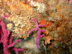 Alcyonium coralloides