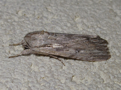 Spodoptera albula