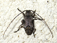 Sternidius mimeticus