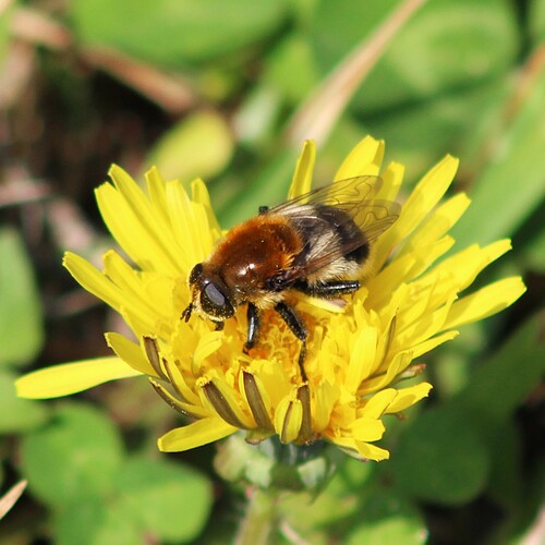 Unknown species found near Old Tennessee Pike Rd, Pinson, AL 35126, USA