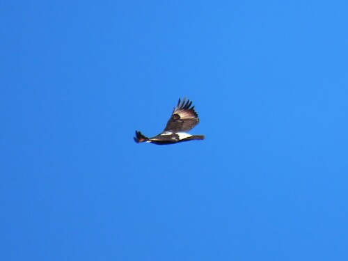 Verreaux's Eagle (Aquila verreauxii), photo 9