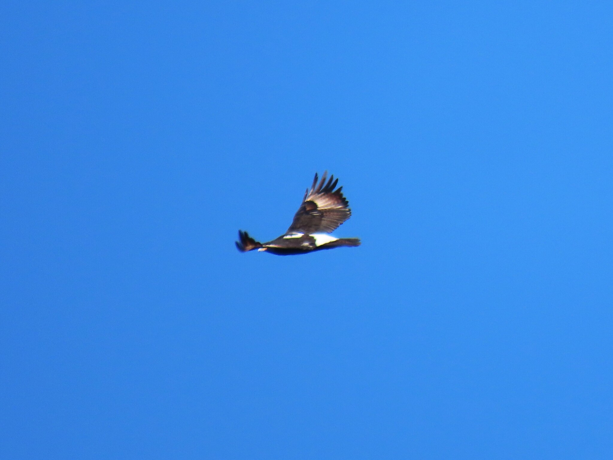 Verreaux's Eagle (Aquila verreauxii), photo 9