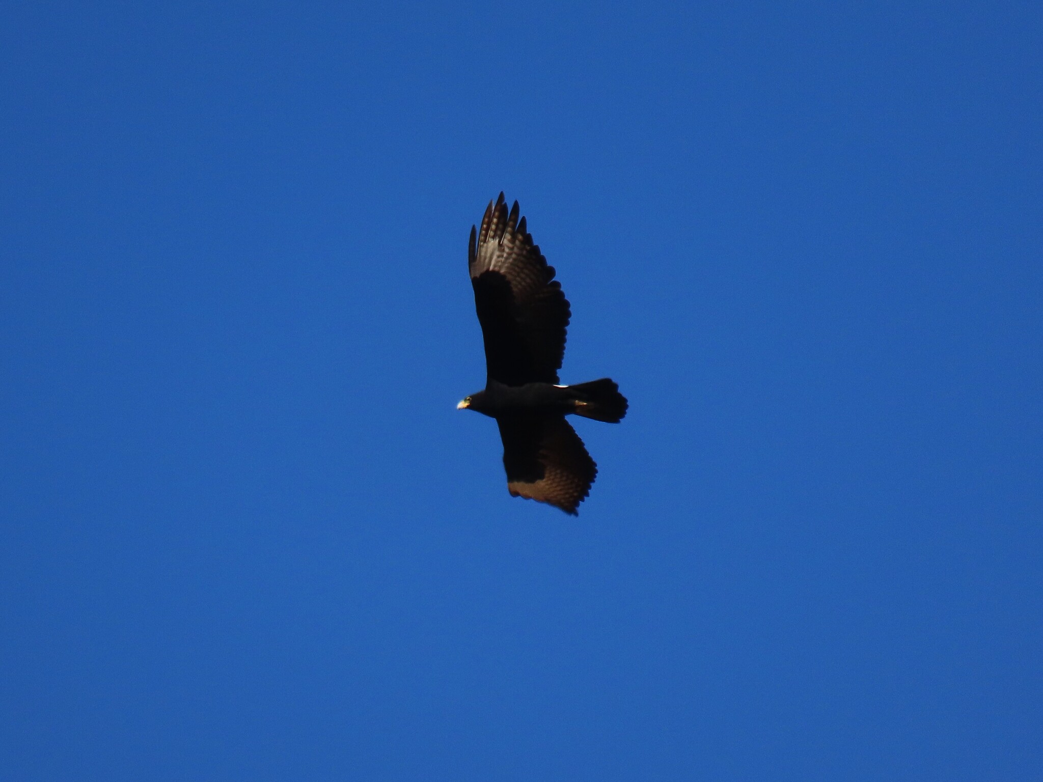 Verreaux's Eagle (Aquila verreauxii), photo 2