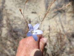 Prismatocarpus brevilobus