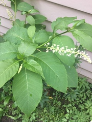 Phytolacca americana