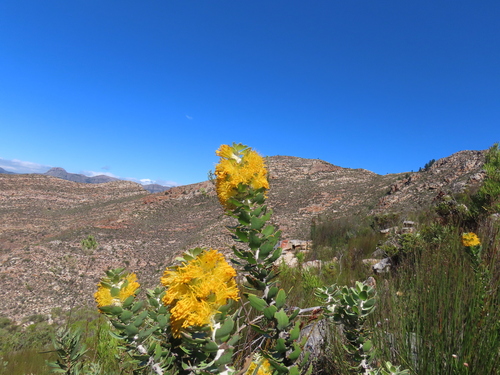 Mimetes chrysanthus, photograph 2