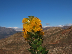 (c) Christiaan Viljoen, some rights reserved (CC BY) Mimetes chrysanthus, photograph (c) Christiaan Viljoen, some rights reserved (CC BY)