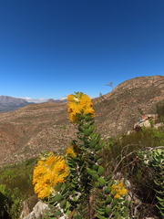 (c) Christiaan Viljoen, some rights reserved (CC BY) Mimetes chrysanthus, photograph (c) Christiaan Viljoen, some rights reserved (CC BY)