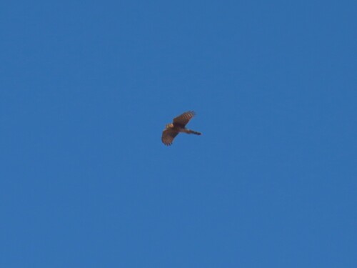 Rufous-breasted Sparrowhawk (Accipiter rufiventris), photo 2