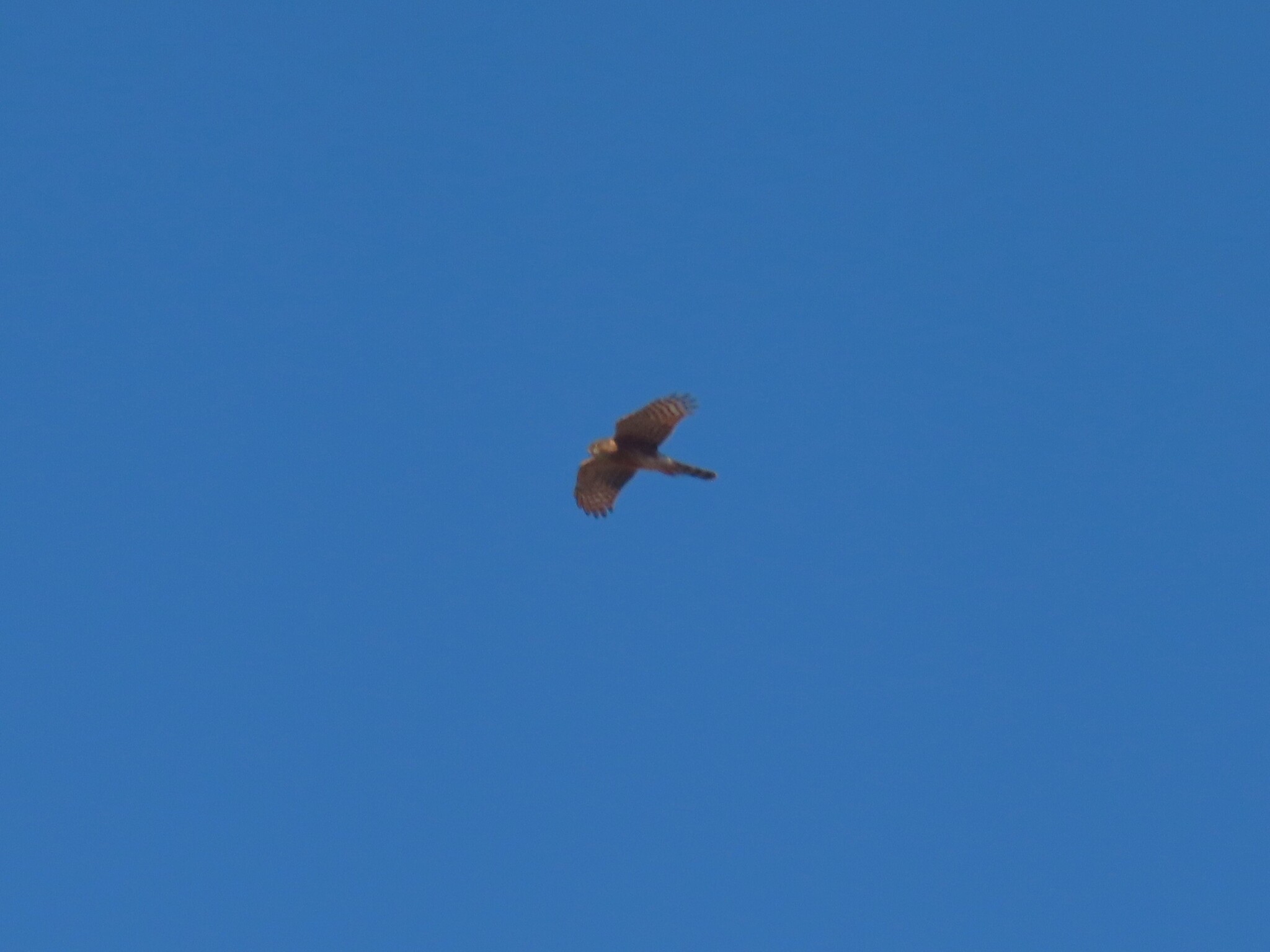 Rufous-breasted Sparrowhawk (Accipiter rufiventris), photo 2