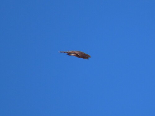 Rufous-breasted Sparrowhawk (Accipiter rufiventris), photo 9