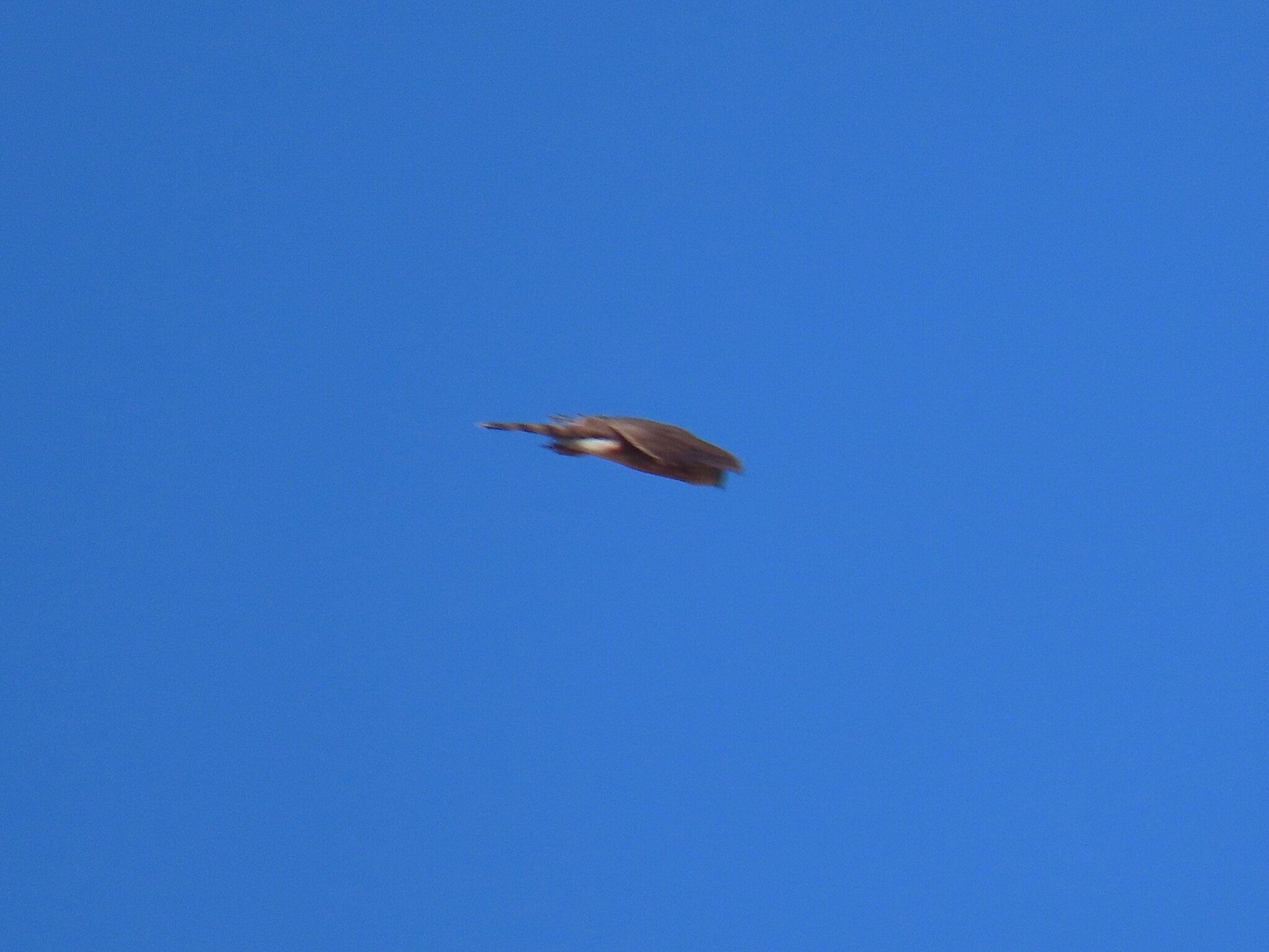 Rufous-breasted Sparrowhawk (Accipiter rufiventris), photo 3