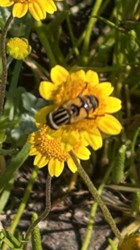 Unknown species found near James K. Herbert Wetland Prairie Preserve, Tulare County, US-CA, US