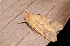 Lophocampa hispaniola