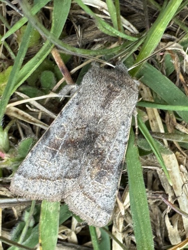 Northern Drab