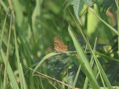 Polygonia c-aureum lunulata