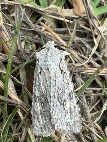 Grey Shoulder-knot