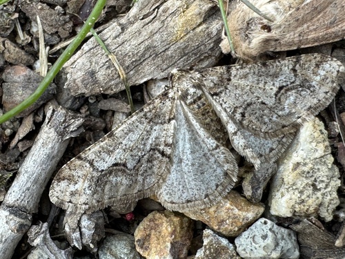 Spring Usher Moth