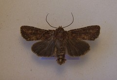 Ichneutica morosa