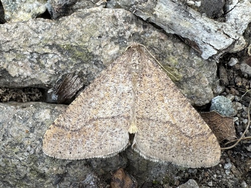 Dotted Border Moth