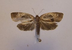 Ochetarcha miraculosa