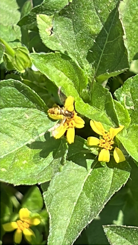 Unknown species found near Texas, US