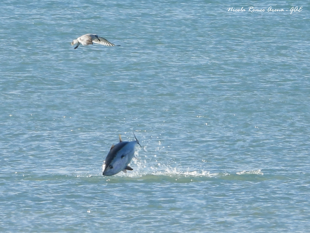 Atlantic bluefin tuna (Thunnus thynnus) — Scombridae