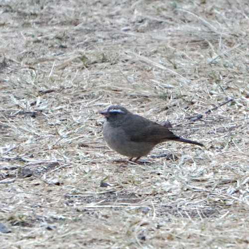 Brown-rumped Seedeater (Crithagra tristriata), photo 2