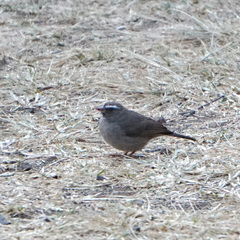 Crithagra tristriata