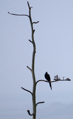 Onychognathus tenuirostris